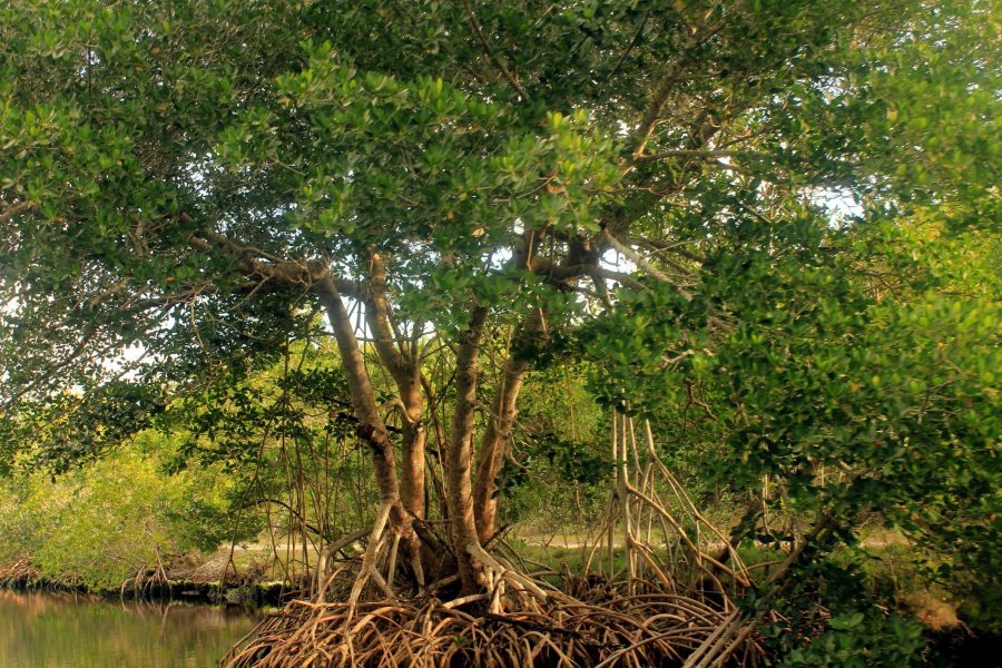 mangrovových stromov
