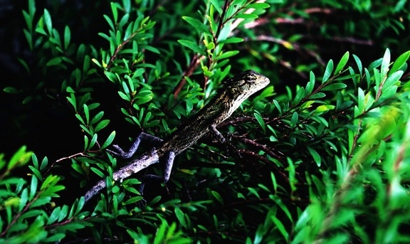 wood, forest, leaves, lizard