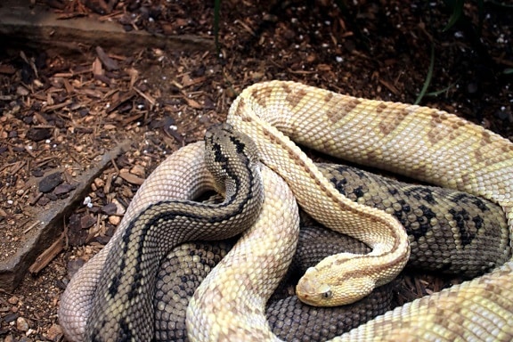 northwestern snake, neotropical rattlesnake