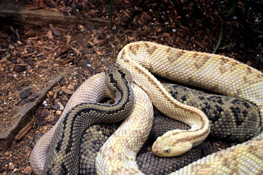 nordvestlige slange, neotropical rattlesnake