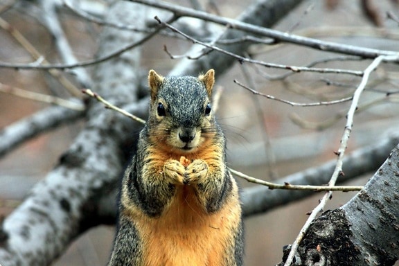 Eichhörnchen, das Mutter isst