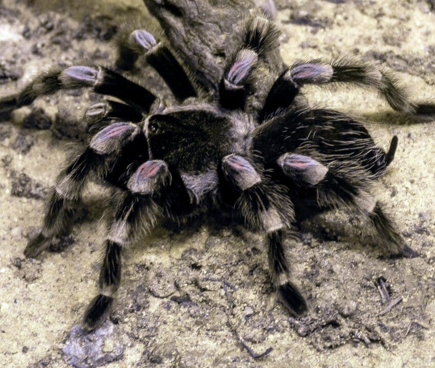 Free Picture Tarantula Spider Insect