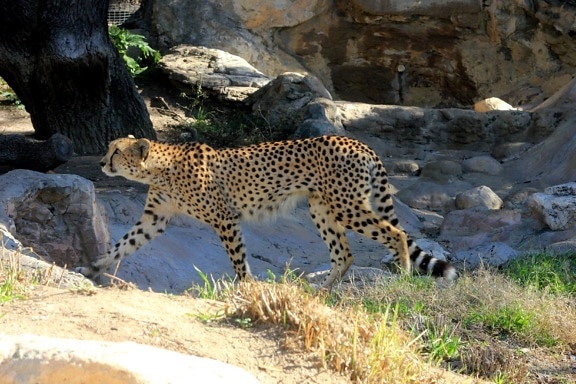 gepardi-eläin, Afrikka