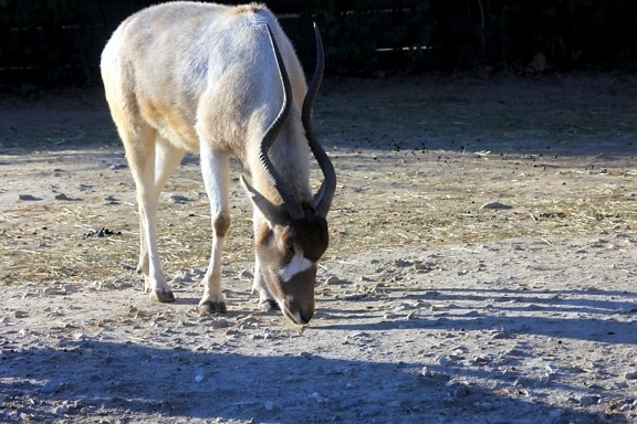 Белая антилопа, screwhorn антилопа, пустыня Сахара