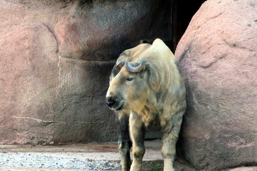 koza, antilope, eatern Himalaja