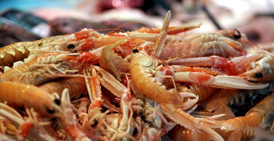 shrimp, fresh food