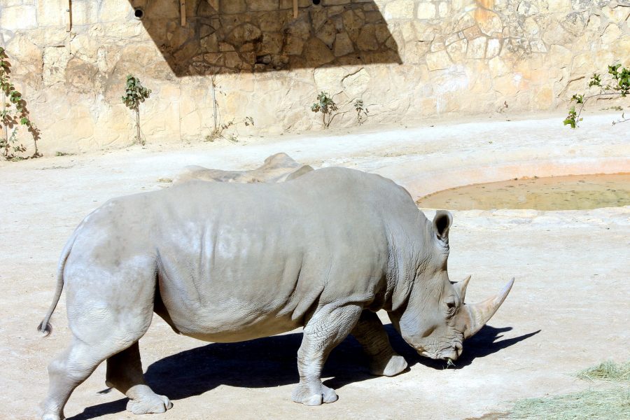 Bijeli nosorog, životinja