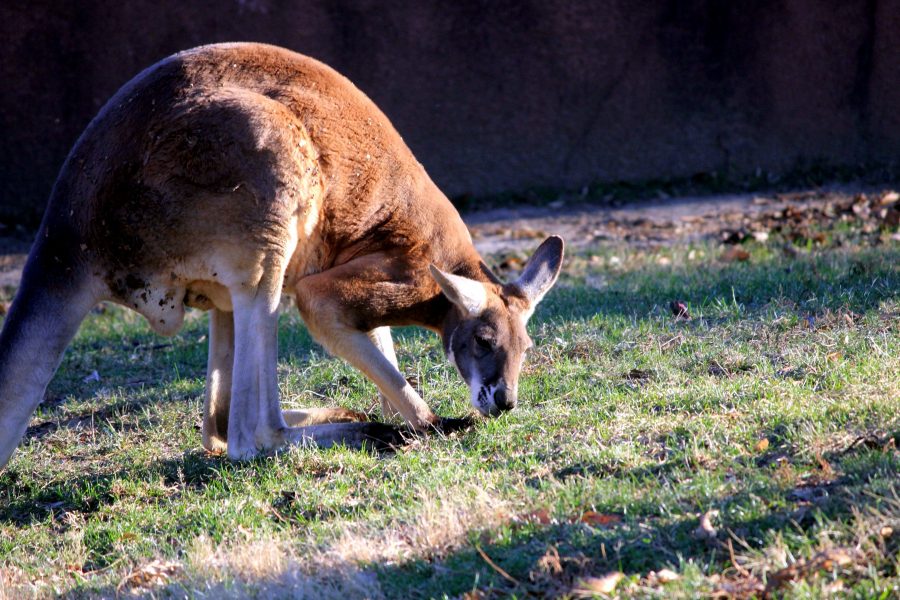 червено кенгуру, животински