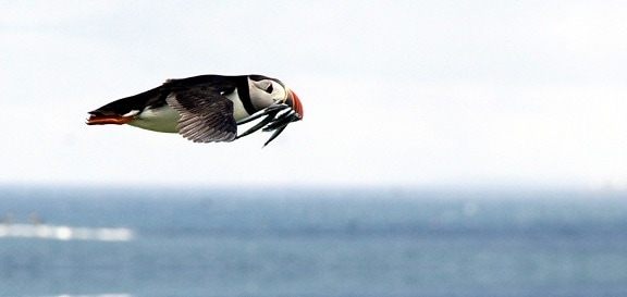 flying puffin bird, fish, mouth