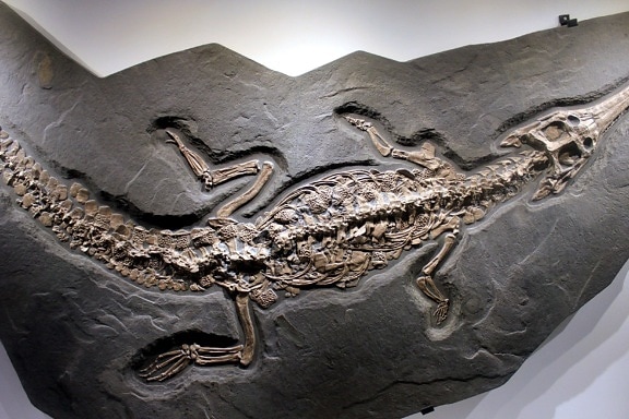 steneosaurus, fosil, stijena, kamenog doba