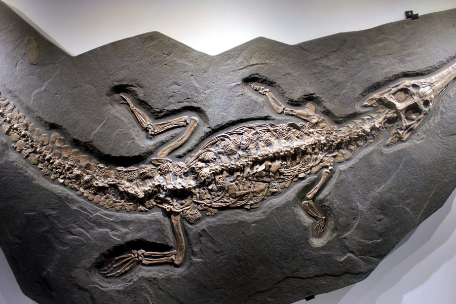 steneosaurus, fosílne, rock, kamennej