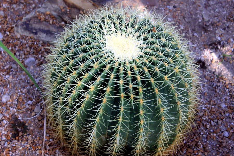 Golden tynnyri kaktus
