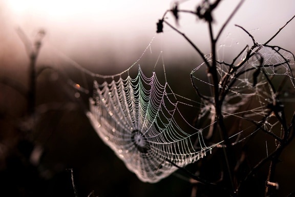 spider, web, morning dew, dawn