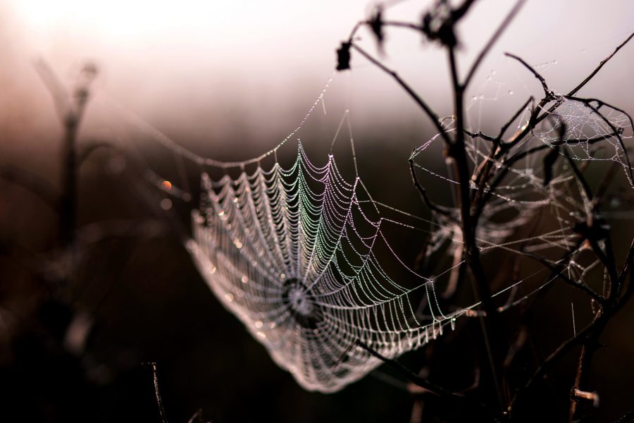 spindel, web, morgondagg, dawn