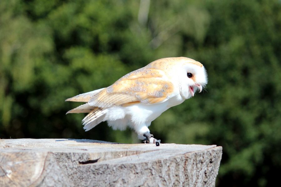white owl, sitting, stump