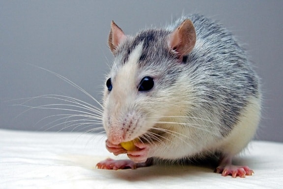 råtta, äta mat