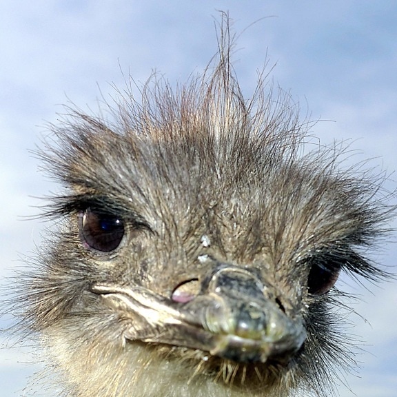 ostrich, head, close up