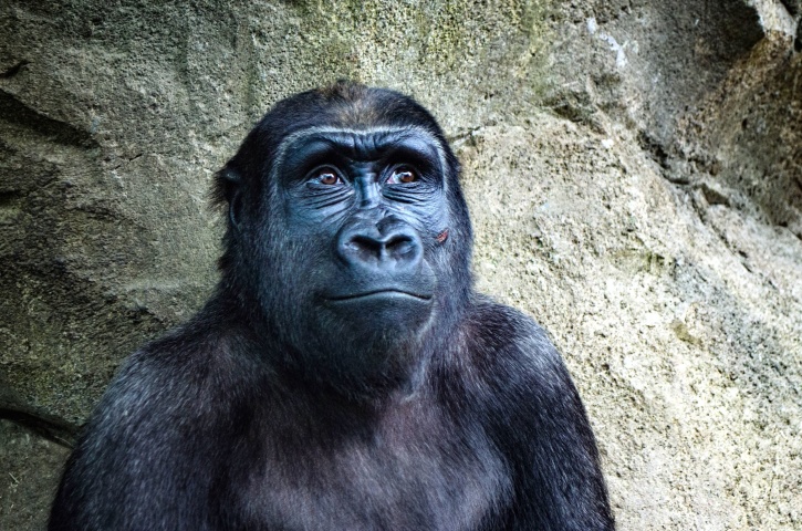 gorilla, abe, dyr, ansigt