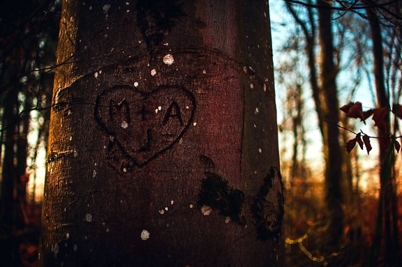 brunt trä, trunk, hjärtat, initialer