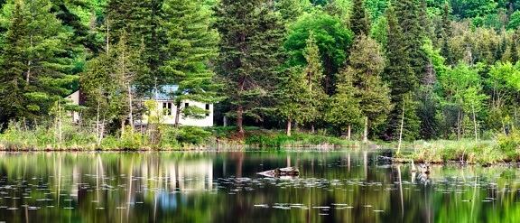trees, water, woods, panoramic, reflection