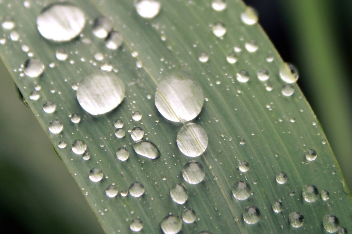 rastlín, dážď, dažďová kvapka, voda, mokré