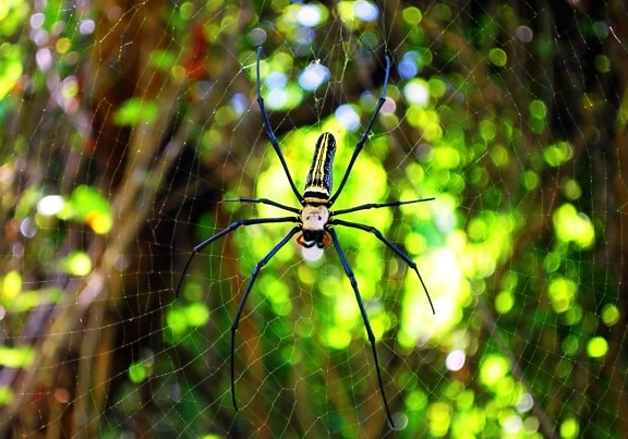 araignée, piège, arbres, web, faune, forêt