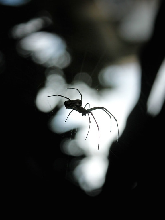 ombre, toile d'araignée, insecte