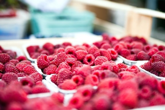 røde hindbær, container, frisk frugt