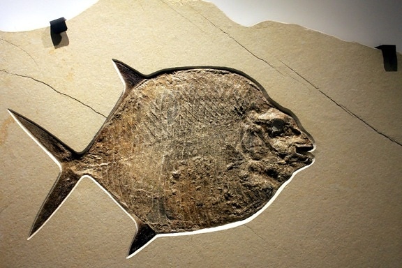 moonfish, fosil, fosilni rock