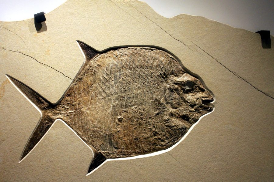 moonfish, fosil, Batu fosil