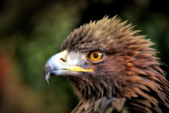 golden eagle, headshot photo, bird
