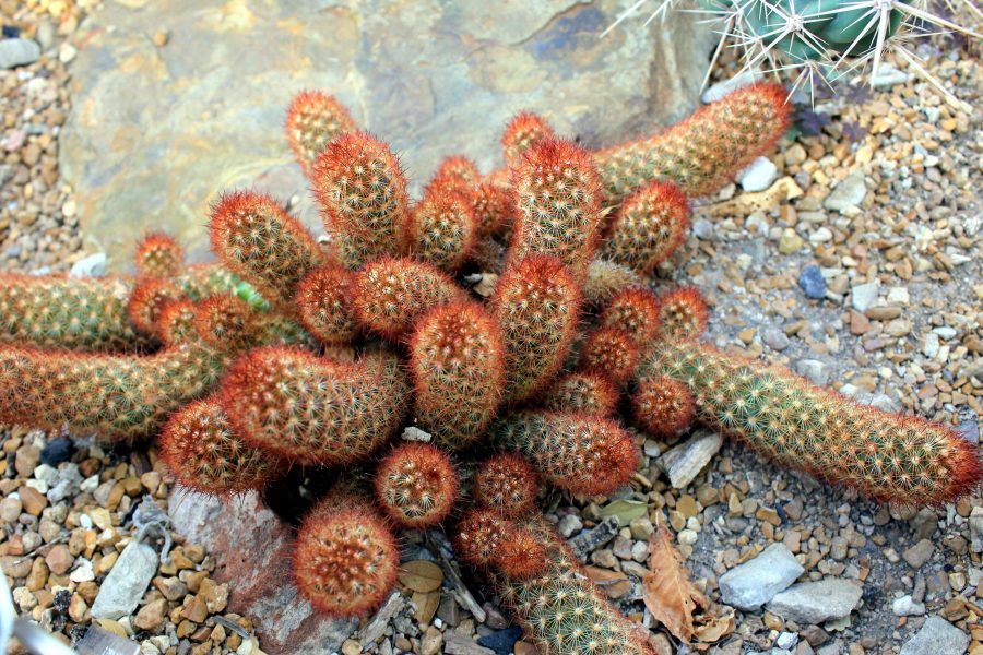 pizzo cactus, Messico centrale