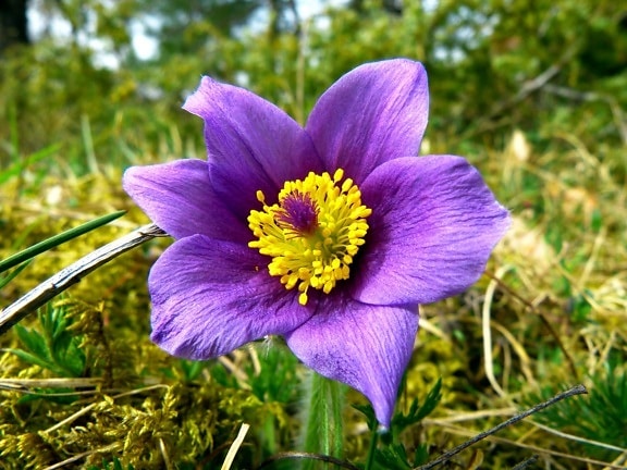 mountain pasque flower