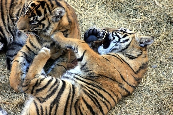 sumatran tiger, cubs, animals