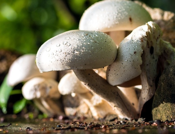 mushrooms, growing, woods