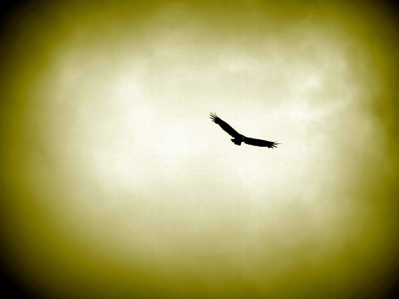 Hawk flygande, rök, sky
