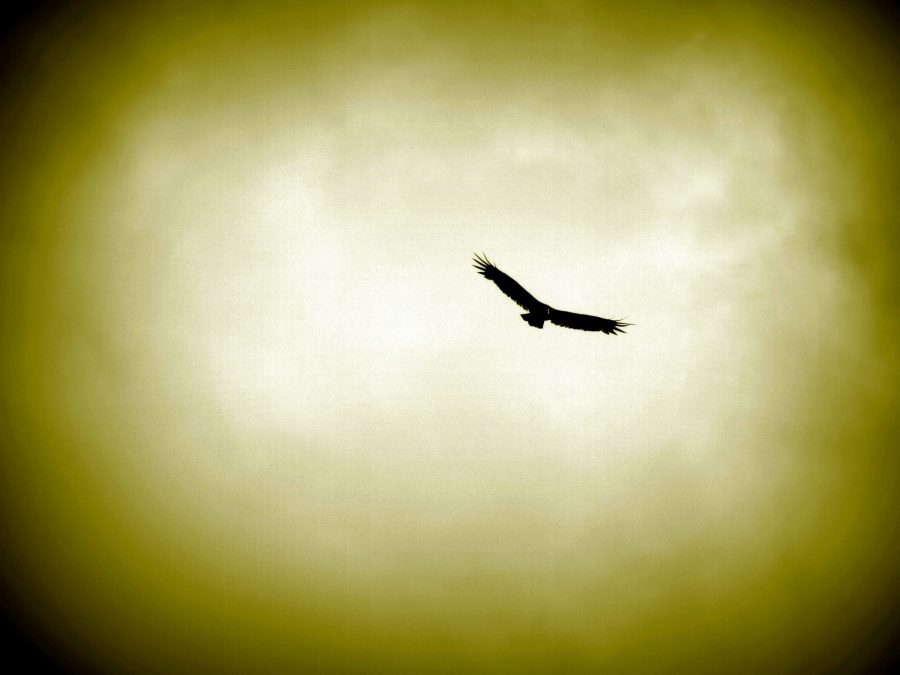 Hawk flyr, røyk, himmelen