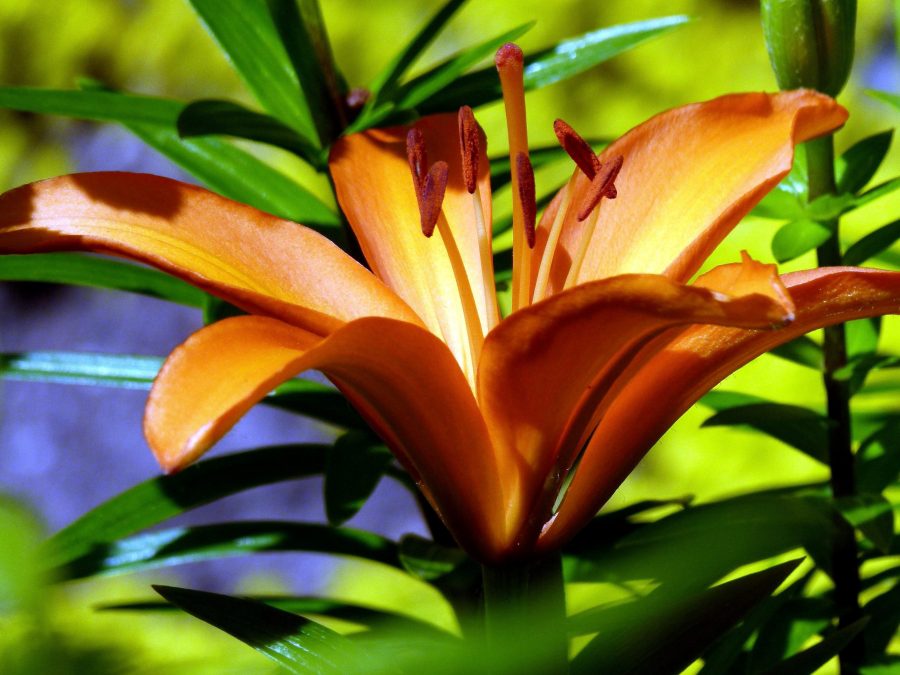 flower, blossoming, tiger lily flower