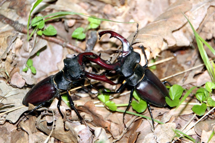 stag beetles, insects