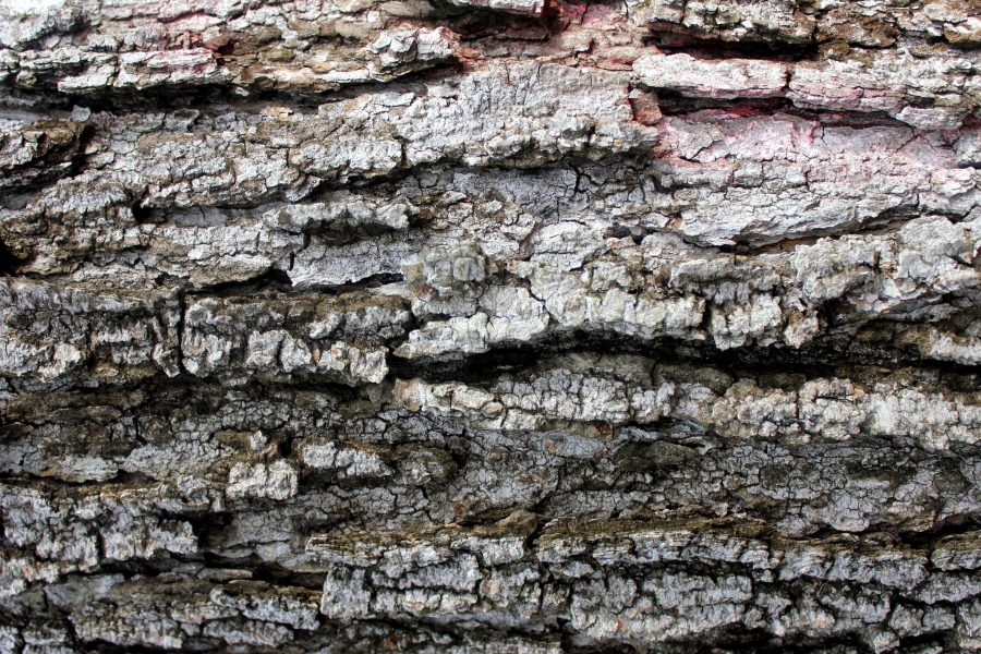 casca de árvore, textura