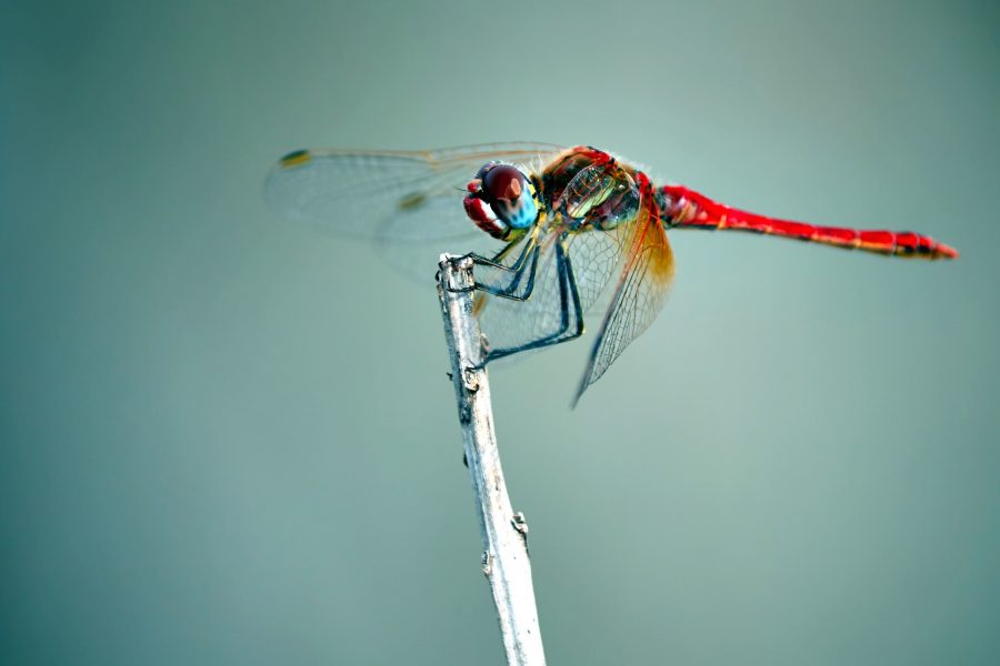 Dragonfly insekt, vinger