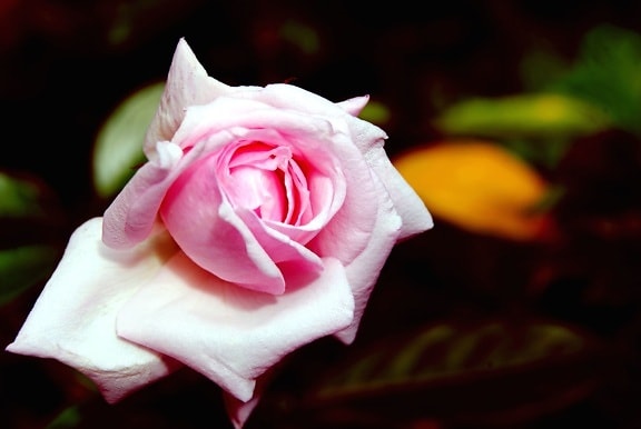 Blütenblätter, romantische, rosafarbene Blume
