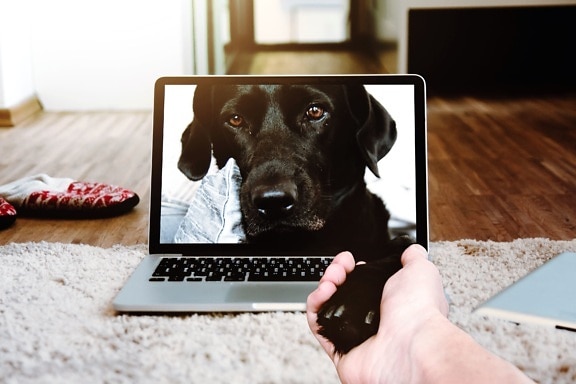 zwierząt, pies, zwierzę, ekran komputera
