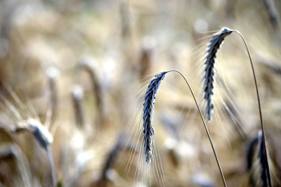 slame, ljetni, pšenice, polje