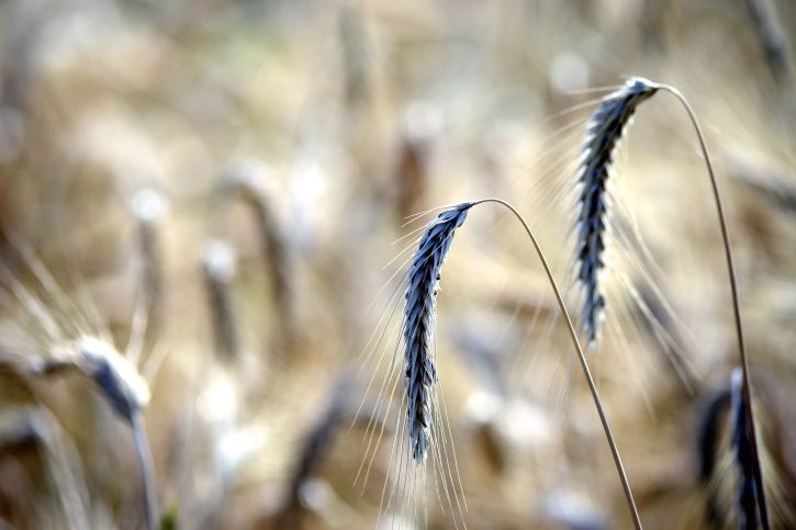 halm, sommer, hvede, felt