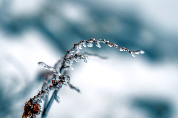 ice, frost, frozen, snow, winter