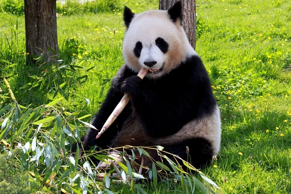 panda bear, eating, bamboo, ground