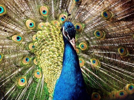 indian peacock, bird