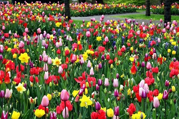 kolorowe tulipany, kwiaty, ogród, park, boisko