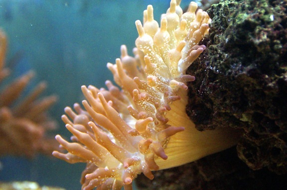 sea anemone, ocean, underwater, coral